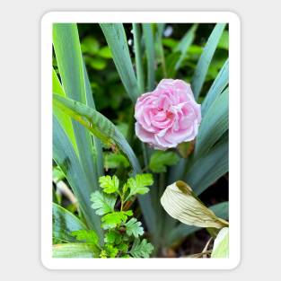 Rose in Spring Magnet